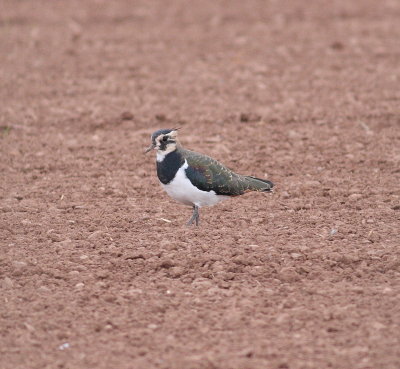 Lapwing (Vanellus vanellus)