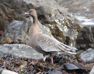 Pink-footed Goose (Anser brachyrhynchus)