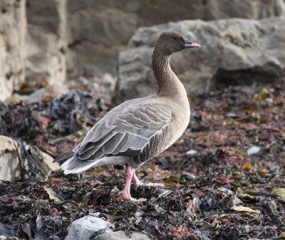 Pink-footed Goose (Anser brachyrhynchus)