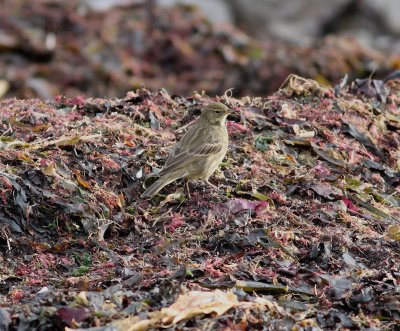 Rock Pipit (Anthus petrosus)