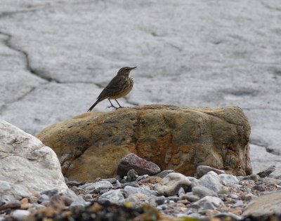 Rock Pipit (Anthus petrosus)