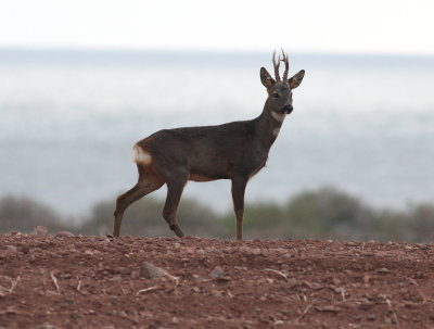 Roe Deer