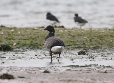 Dark bellied Brent Goose (Branta bernicla)