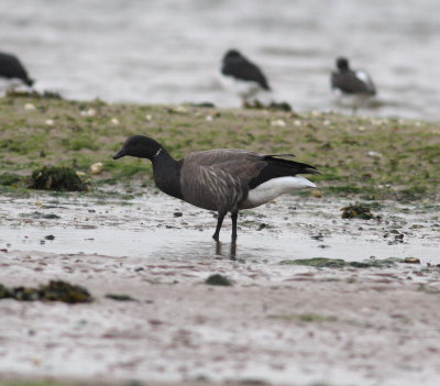 Dark bellied Brent Goose (Branta bernicla)