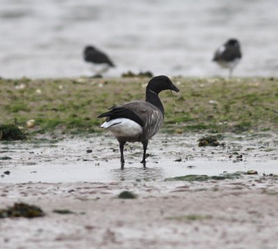 Dark bellied Brent Goose (Branta bernicla)