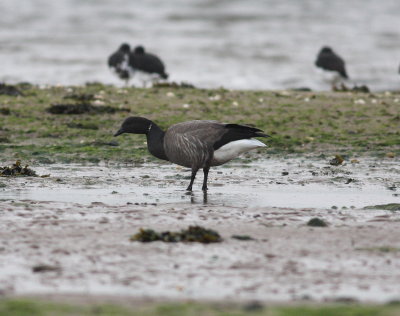 Dark bellied Brent Goose (Branta bernicla)