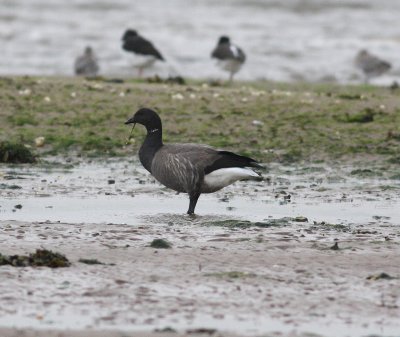 Dark bellied Brent Goose (Branta bernicla)