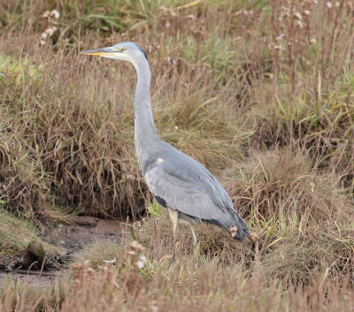 Grey Heron (Ardea cinerea)