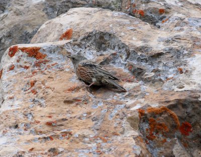 Alpine Accentor 3 (Prunella collaris)