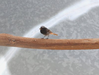 Black Redstart (Phoenicurus ochruros)