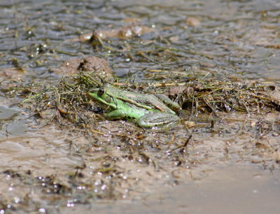 Edible Frog (Rana esculenta).
