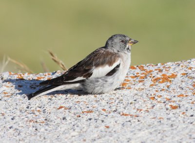 Snowfinch 14 (Montifringilla nivalis)