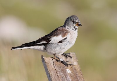Snowfinch 15 (Montifringilla nivalis)