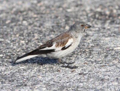 Snowfinch 6 (Montifringilla nivalis)