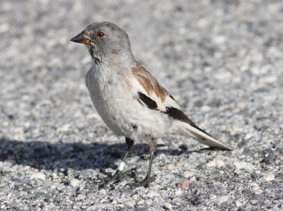 Snowfinch 7 (Montifringilla nivalis)