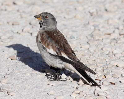 Snowfinch 8 (Montifringilla nivalis)