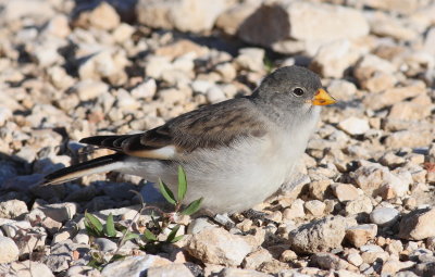 Snowfinch 9 (Montifringilla nivalis)