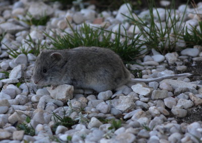 Snow Vole (Chionomys nivalis)