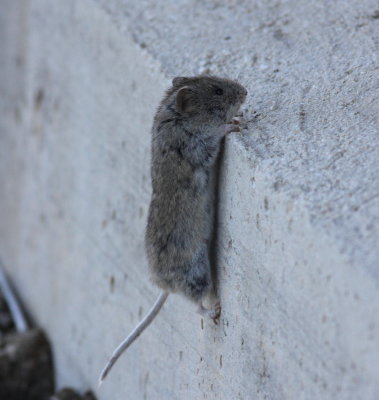 Snow Vole (Chionomys nivalis)