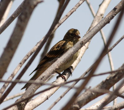 Serin (Serinus serinus)