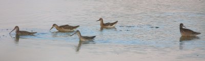 Spotted Redshank (Tringa erythropus) & Ruff (Philomachus pugnax)