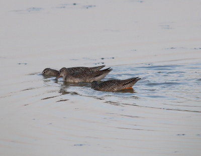 Spotted Redshank (Tringa erythropus)