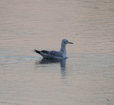 slender-billed_gull