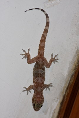 Mediterranean/Turkish Gecko (Hemidactylus turcicus)
