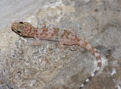 Mediterranean/Turkish Gecko  (Hemidactylus turcicus)