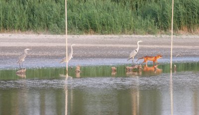 Fox (Vulpes vulpes)