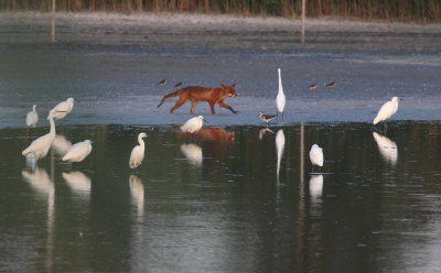 Fox (Vulpes vulpes)