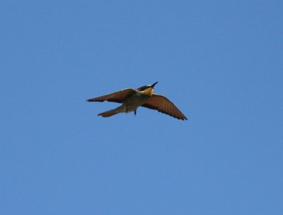 Bee-eater (Merops apiaster)