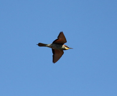 Bee-eater (Merops apiaster)
