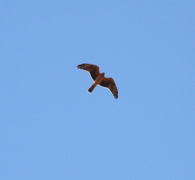 Montagu's Harrier (Circus pygargus)