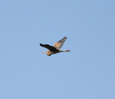 Purple Heron (Ardea purpurea)