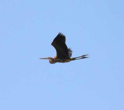 Purple Heron (Ardea purpurea)