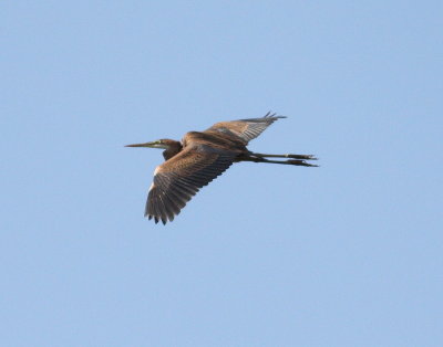 Purple Heron (Ardea purpurea)