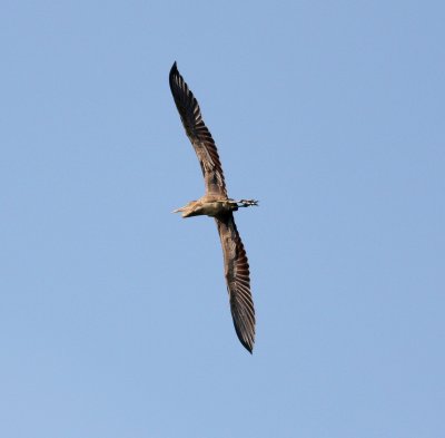 Purple Heron (Ardea purpurea)
