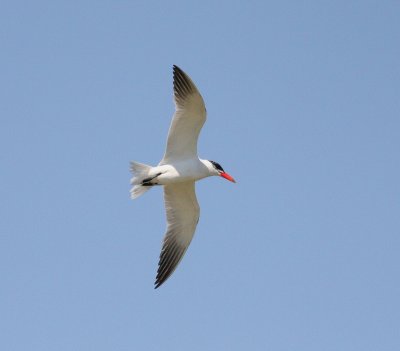 Caspian Tern (Hydroprogene caspia)