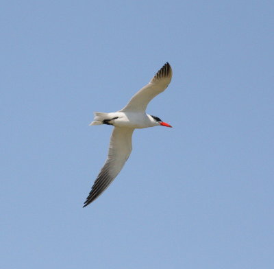 Caspian Tern (Hydroprogene caspia)