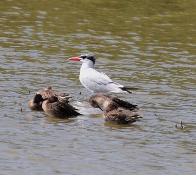 Caspian Tern (Hydroprogene caspia)