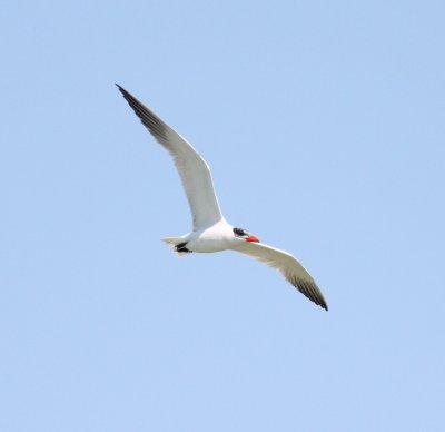 Caspian Tern (Hydroprogene caspia)