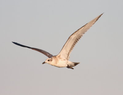 Mediterranean Gull (Larus melanocephalus)