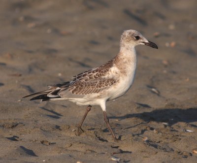 Mediterranean Gull (Larus melanocephalus)
