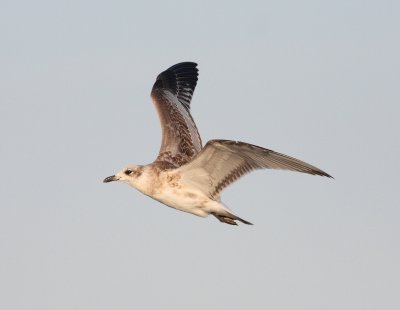 diterranean Gull (Larus melanocephalus)