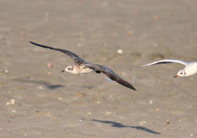 diterranean Gull (Larus melanocephalus)
