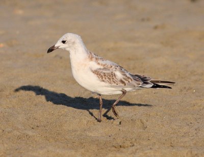 diterranean Gull (Larus melanocephalus)