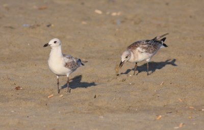 diterranean Gull (Larus melanocephalus)