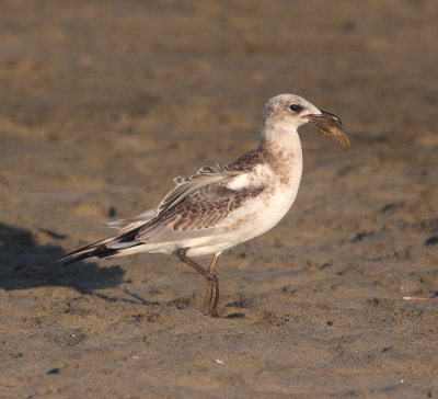 diterranean Gull (Larus melanocephalus)