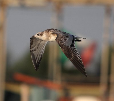 diterranean Gull (Larus melanocephalus)
